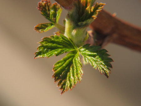 A young currant leaf is blooming. It was spring in the garden. Gardening.