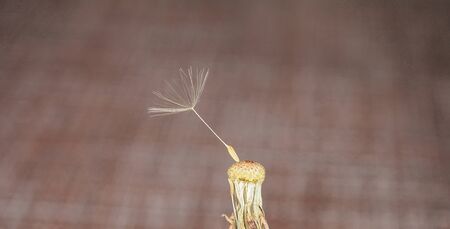 The last dandelion seed parachute. Wild plant. Macro mode.の写真素材