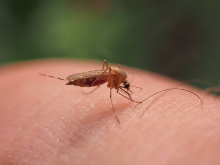 A mosquito sits on a person's skin and sucks blood. Macro mode.の写真素材