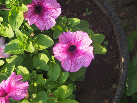 Pink and purple large flower buds of Petunia. Close up.の写真素材