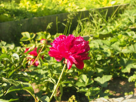 Red petals of blooming peony buds. Summer in the garden. Close up.の写真素材