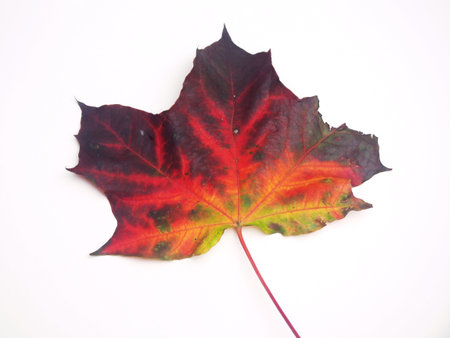Fallen autumn maple leaf on a white background. Close up.