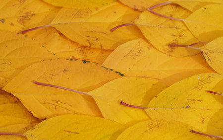 Fallen colorful autumn leaves lie on the ground. Close up.の写真素材