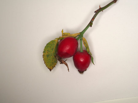 A branch with red rosehip berries on a white background. Close up.