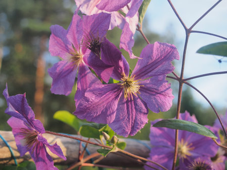 Purple petals of a blooming clematis Bud. This is floriculture. Close up.