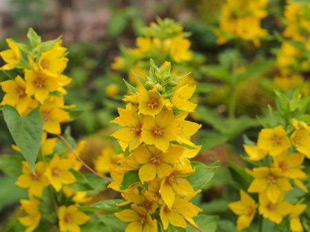 Yellow buds of flowering flowers of lysimachia. Close-up.