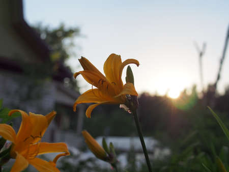 Yellow petals of a lily blooming in the garden. Close-upの写真素材