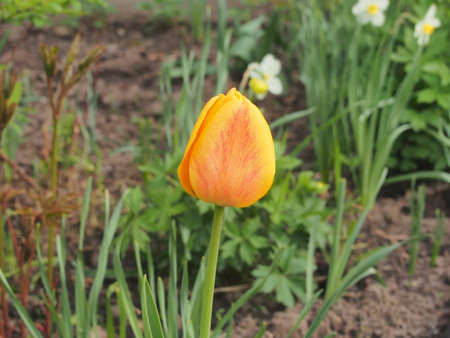 A blooming tulip bud with pink petals. Close-up.の写真素材