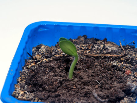 A young sprout of zucchini breaks out of the ground. The plant grows in a blue plastic container....