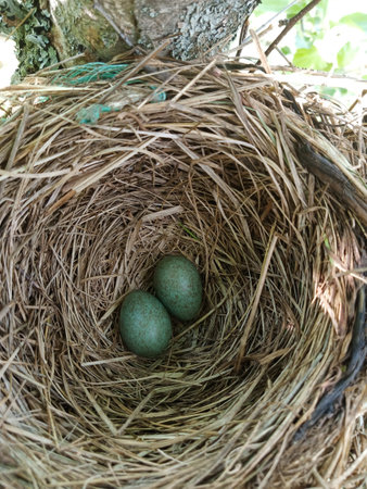 The nest contains two dark green bird eggs. Wild birdsの写真素材