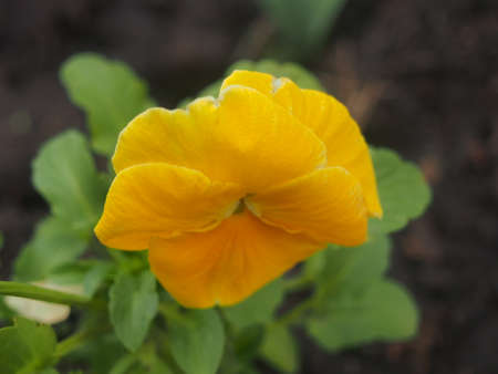 Colorful flower buds of pansies are blooming. Plants.の写真素材