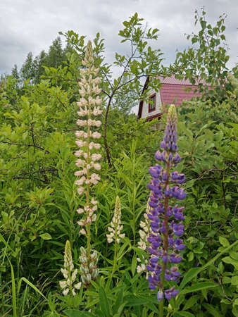 In summer, colorful lupine buds bloom. Flowers.の写真素材