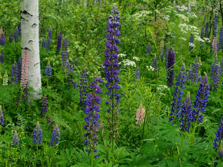In summer, colorful lupine buds bloom. Flowers.の写真素材