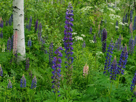 In summer, colorful lupine buds bloom. Flowers.の写真素材