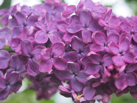 Purple lilac flower buds are blooming. Spring.の写真素材