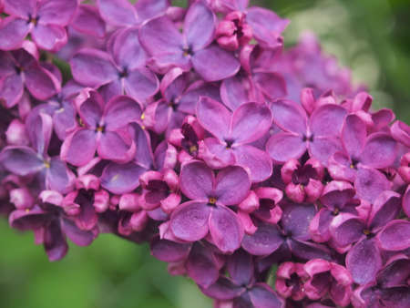 Purple lilac flower buds are blooming. Spring.の写真素材