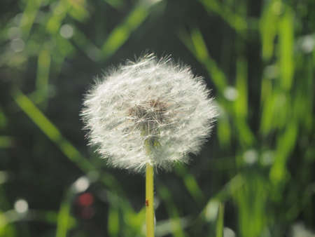 Dandelion flower seeds. A wild plant. Close-up.の写真素材