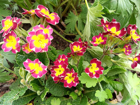 Purple buds of primrose flowers. Garden floriculture. Close-up.の写真素材