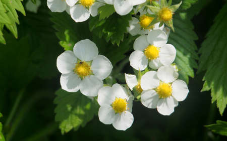 Small white petals of strawberry flowers. Close-up.の写真素材