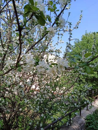 The apple tree blooms with large white flowers. Apple orchard.の写真素材