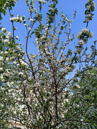 The apple tree blooms with large white flowers. Apple orchard.の写真素材