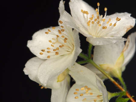 White petals of blooming jasmine buds, covered with water droplets. Macrophotography.の写真素材
