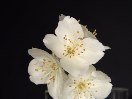 White petals of blooming jasmine buds, covered with water droplets. Macrophotography.の写真素材