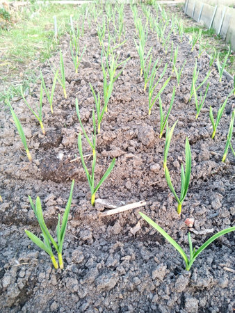 Onion leaves grow on the beds. Agricultural industry. Vegetable growing.の写真素材