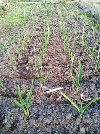 Onion leaves grow on the beds. Agricultural industry. Vegetable growing.の写真素材