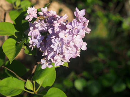 Small purple petals of blooming lilac. Close-up.の写真素材