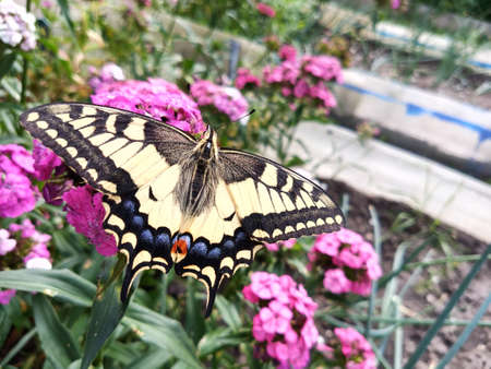 A large swallowtail butterfly sits on the flowers. Close-up.の写真素材