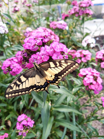 A large swallowtail butterfly sits on the flowers. Close-up.の写真素材