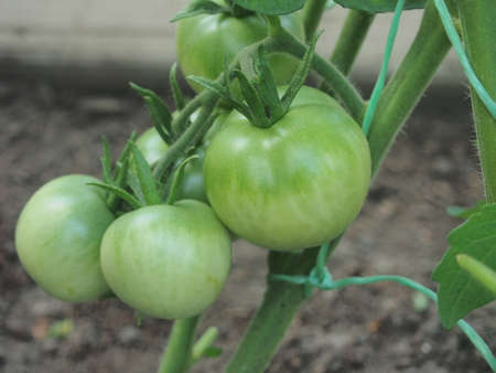 Green tomato fruits hang on the branches. Vegetable growing. Close-up.の写真素材