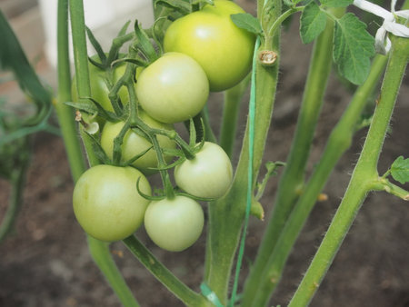 Green tomato fruits hang on the branches. Vegetable growing. Close-up.の写真素材