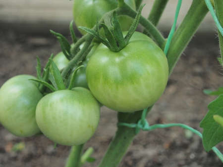 Green tomato fruits hang on the branches. Vegetable growing. Close-up.の写真素材