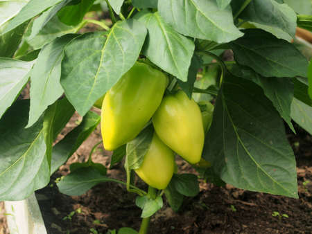 In the greenhouse, pepper fruits grow on the bushes. Agricultural industry.の写真素材