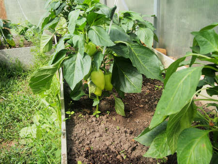 In the greenhouse, pepper fruits grow on the bushes. Agricultural industry.の写真素材