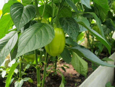 In the greenhouse, pepper fruits grow on the bushes. Agricultural industry.の写真素材