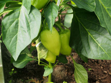 In the greenhouse, pepper fruits grow on the bushes. Agricultural industry.の写真素材
