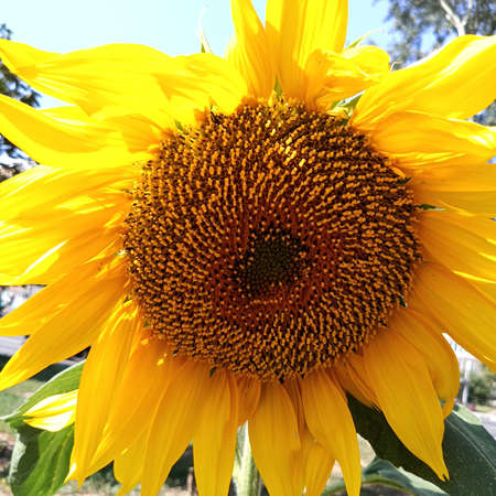 A large yellow bud of a flowering sunflower. Close-up.の写真素材