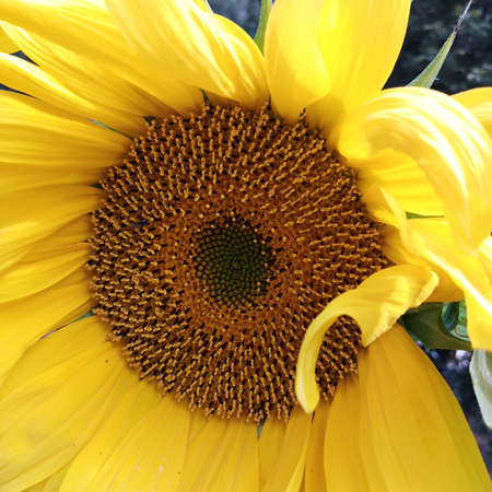 A large yellow sunflower flower. Close-up.の写真素材