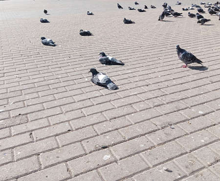A large flock of pigeons basks in the sun, sitting on the cobblestones of the square. Birdsの写真素材