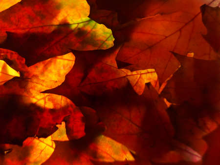 Multicolored autumn fallen leaves on the lumen. Close-up. Background photo. Texture.の写真素材