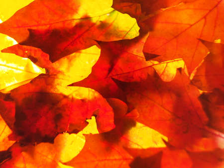 Multicolored autumn fallen leaves on the lumen. Close-up. Background photo. Texture.の写真素材