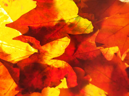 Multicolored autumn fallen leaves on the lumen. Close-up. Background photo. Texture.の写真素材