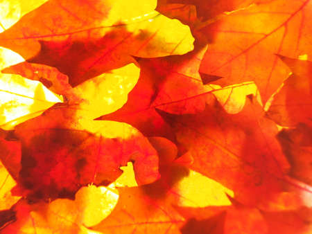 Multicolored autumn fallen leaves on the lumen. Close-up. Background photo. Texture.の写真素材