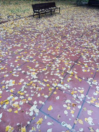 Fallen autumn leaves lie on the wet path. It's raining.の写真素材