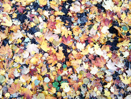Multicolored (red, yellow, brown, gray) fallen autumn leaves lie on the ground. Autumnの写真素材