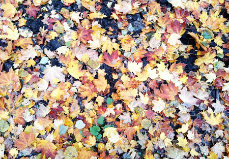 Multicolored (red, yellow, brown, gray) fallen autumn leaves lie on the ground. Autumnの写真素材
