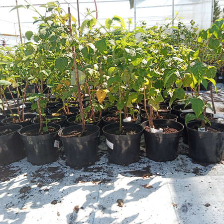 Raspberry seedlings grow in black plastic pots. Agrotechnicsの写真素材